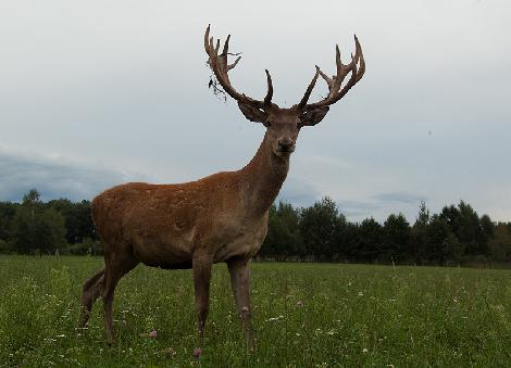 JAR Damwild züchten Hirschzucht Polen