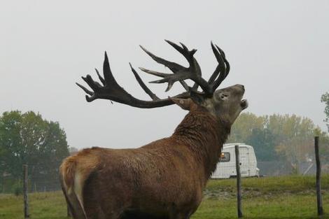 JAR Damwild züchten Hirschzucht Polen