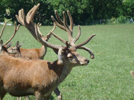 JAR Damwild züchten Hirschzucht Polen
